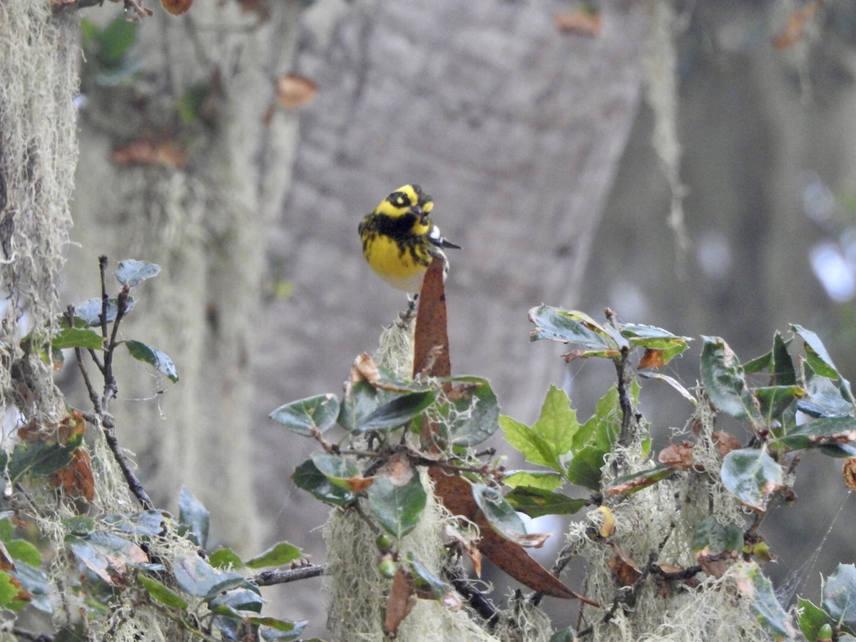 Townsend's Warbler - ML624100968