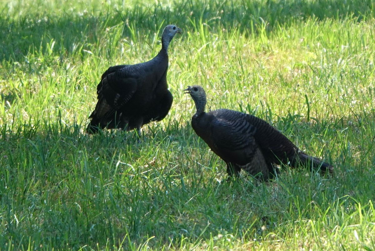 Wild Turkey - ML624100969