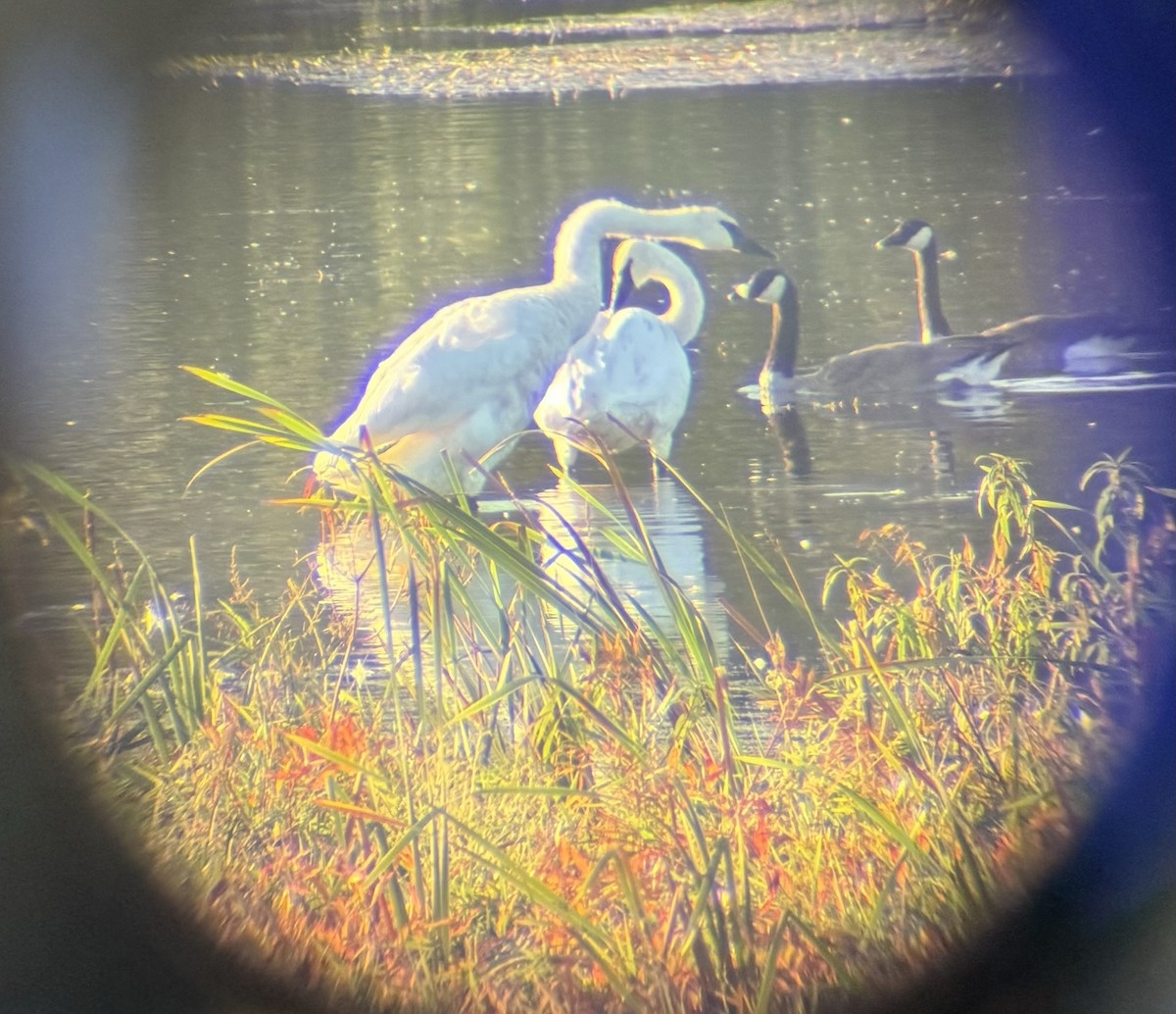 Trumpeter Swan - ML624100978