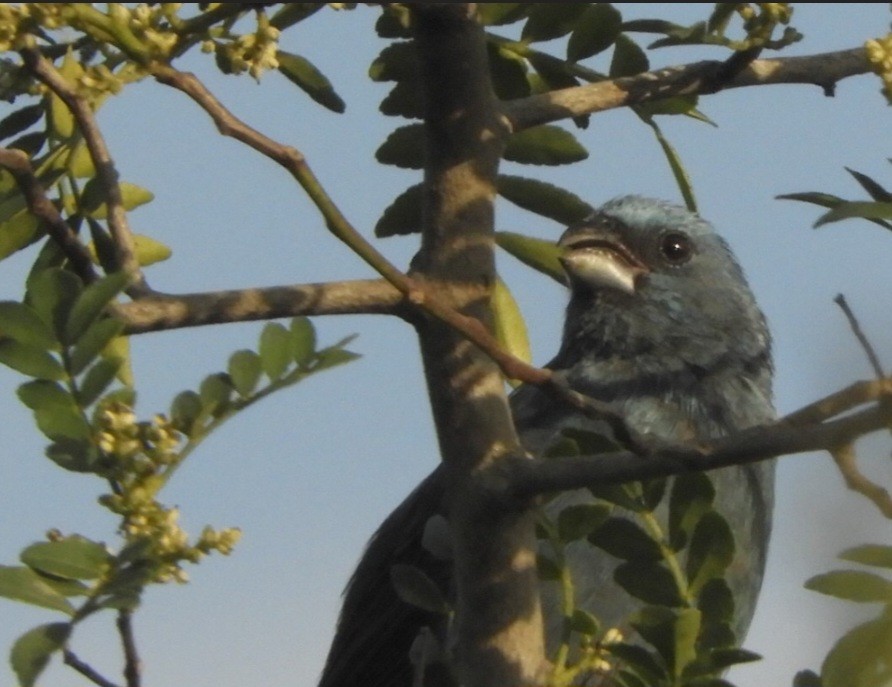 Glaucous-blue Grosbeak - ML624100981