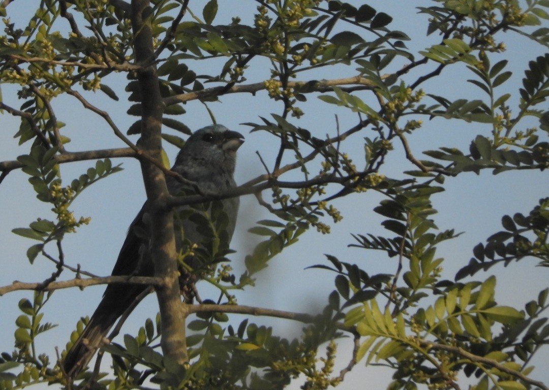 Glaucous-blue Grosbeak - ML624100982