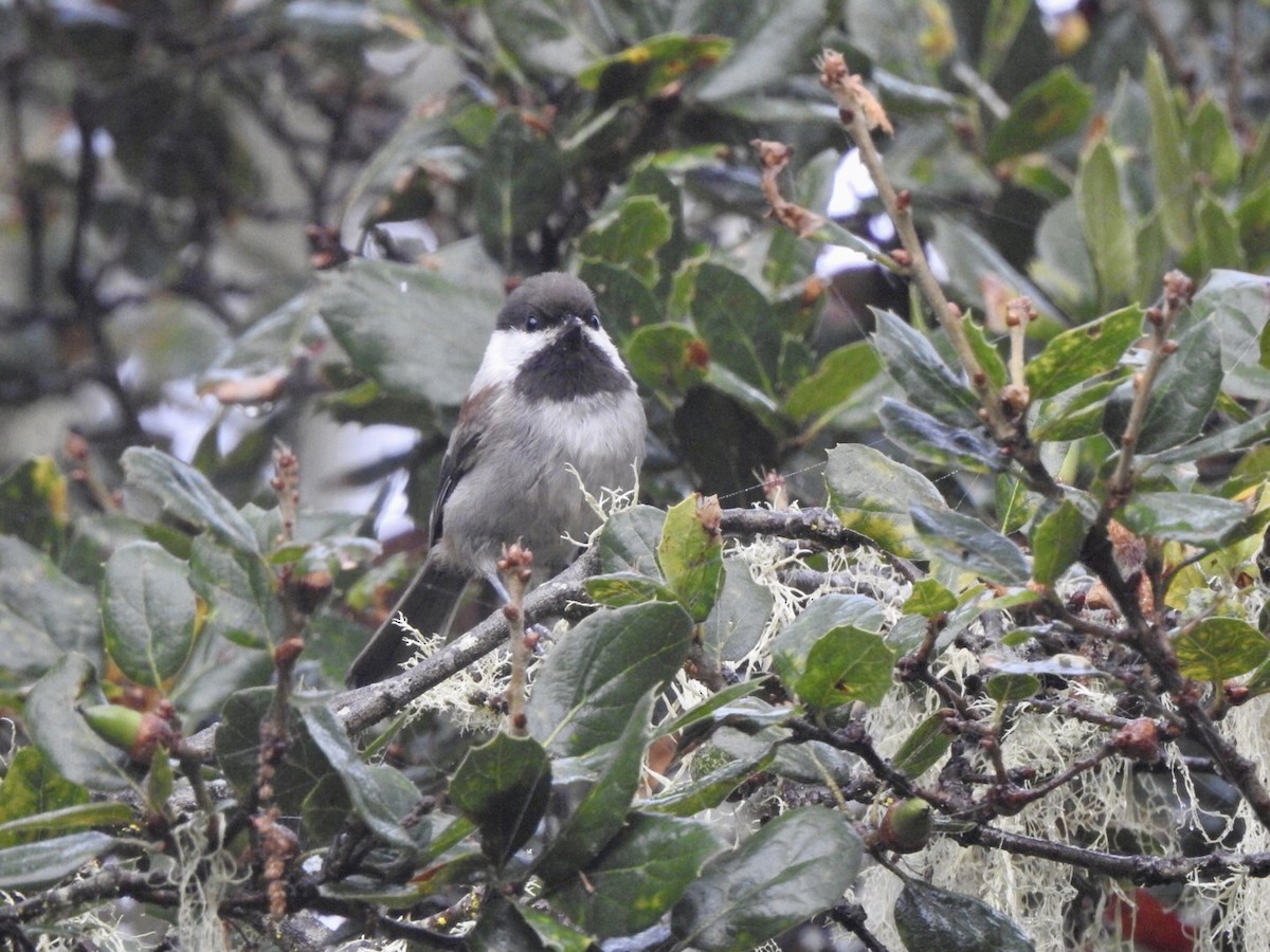 Chestnut-backed Chickadee - ML624100992