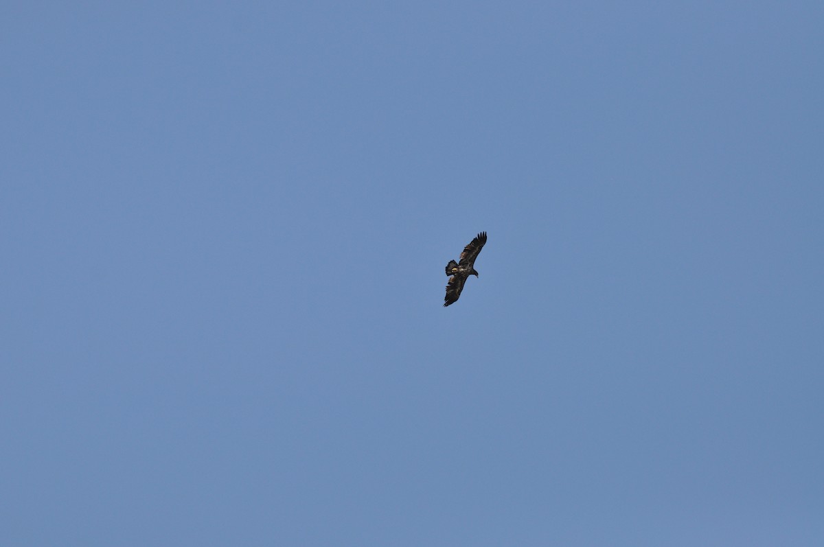 Bald Eagle - ML624101007