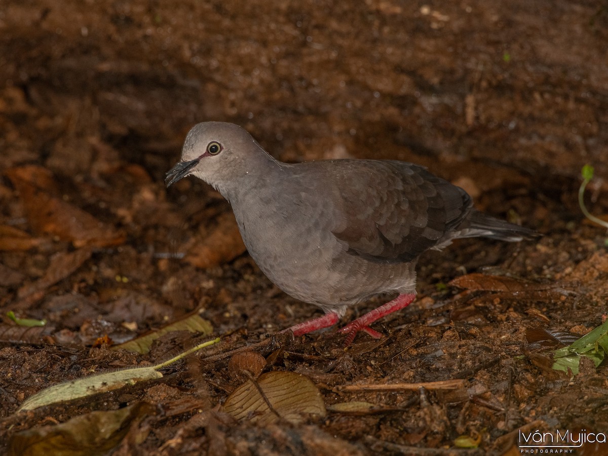 Gray-chested Dove - ML624101009