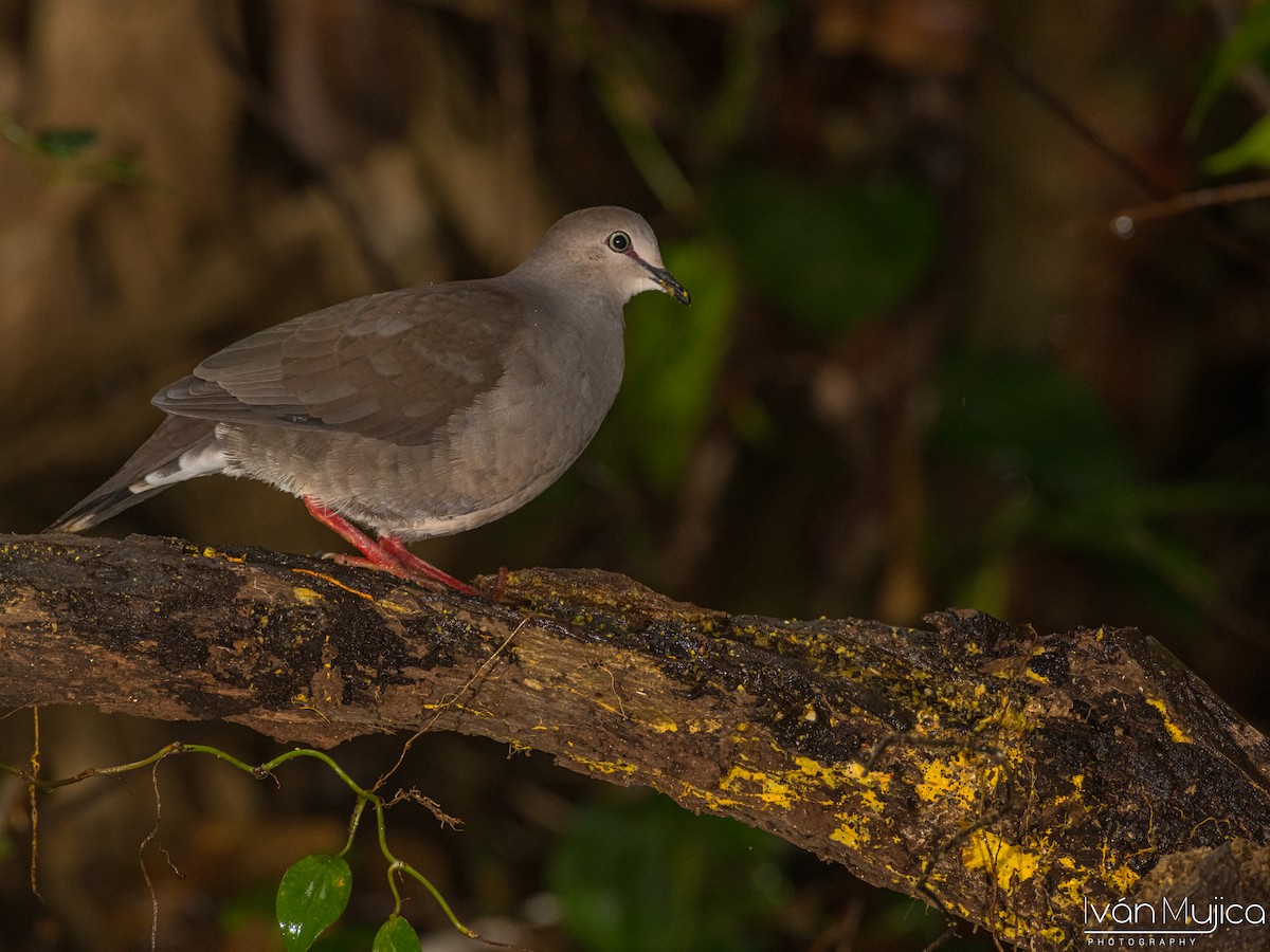 Gray-chested Dove - ML624101011