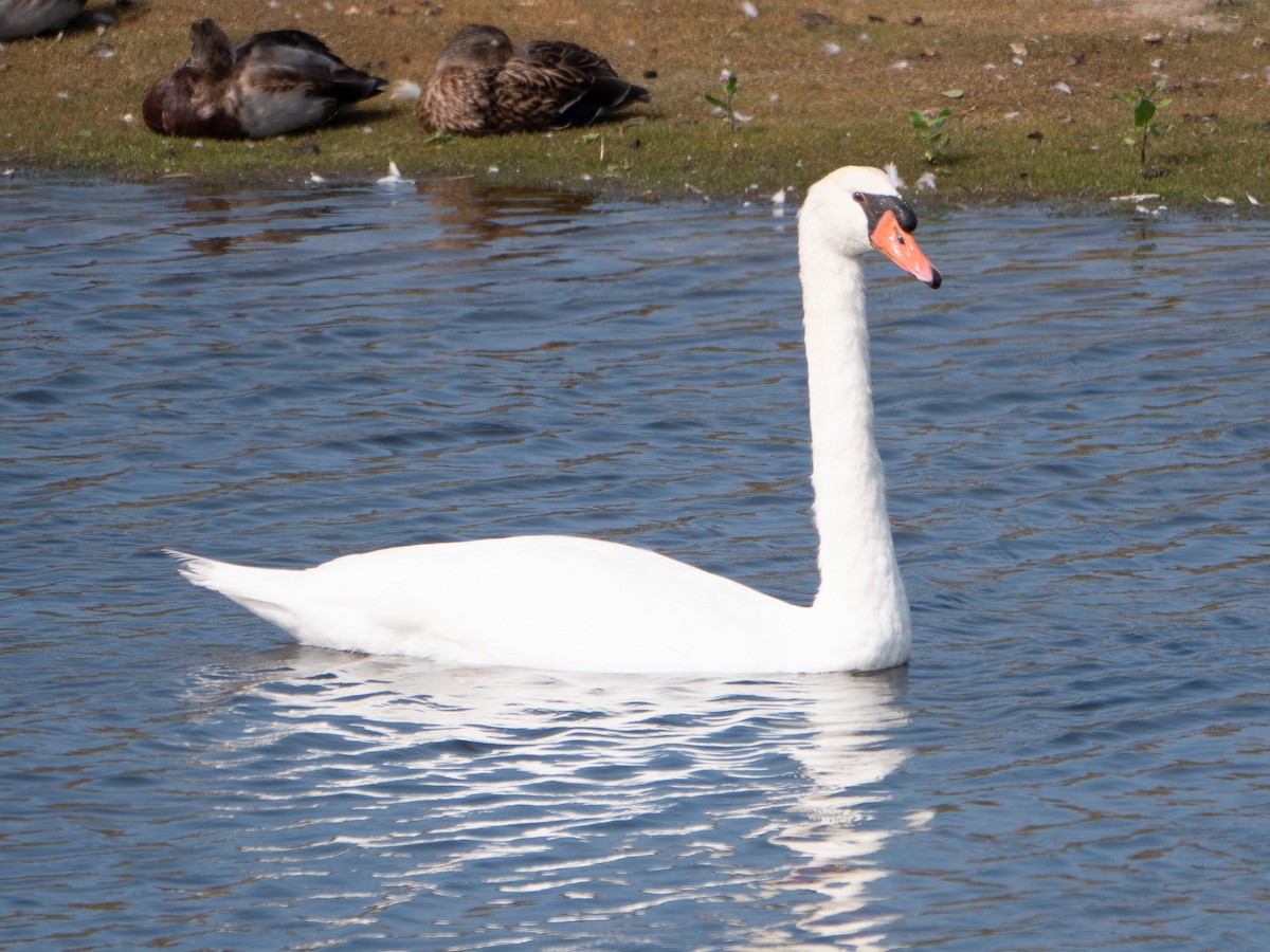 Mute Swan - ML624101020