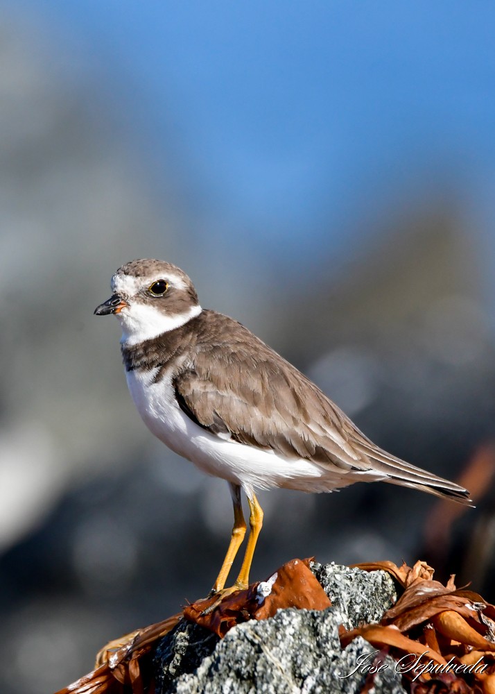 Semipalmated Plover - ML624101023