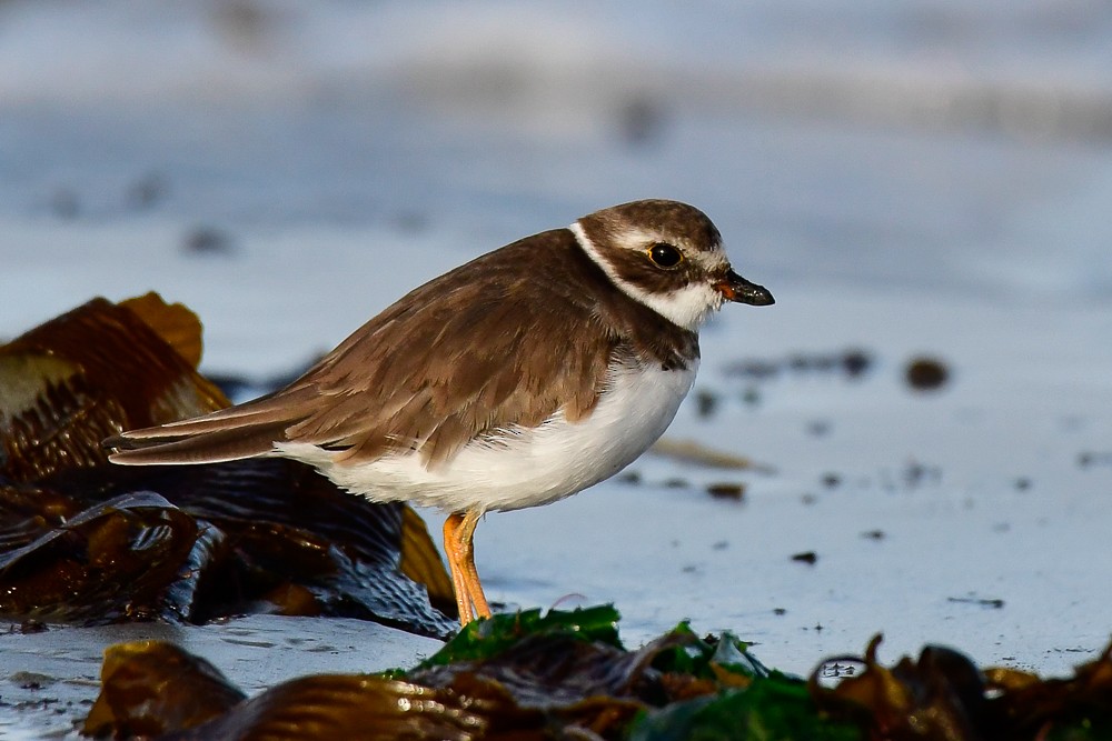 Semipalmated Plover - ML624101027