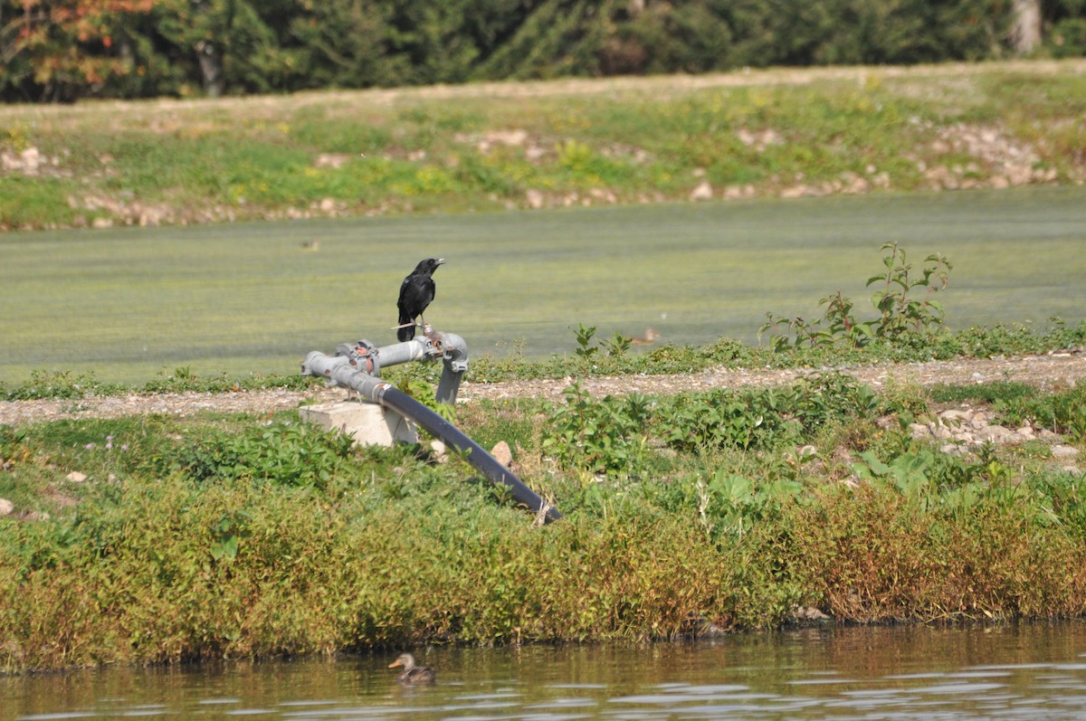 American Crow - ML624101031