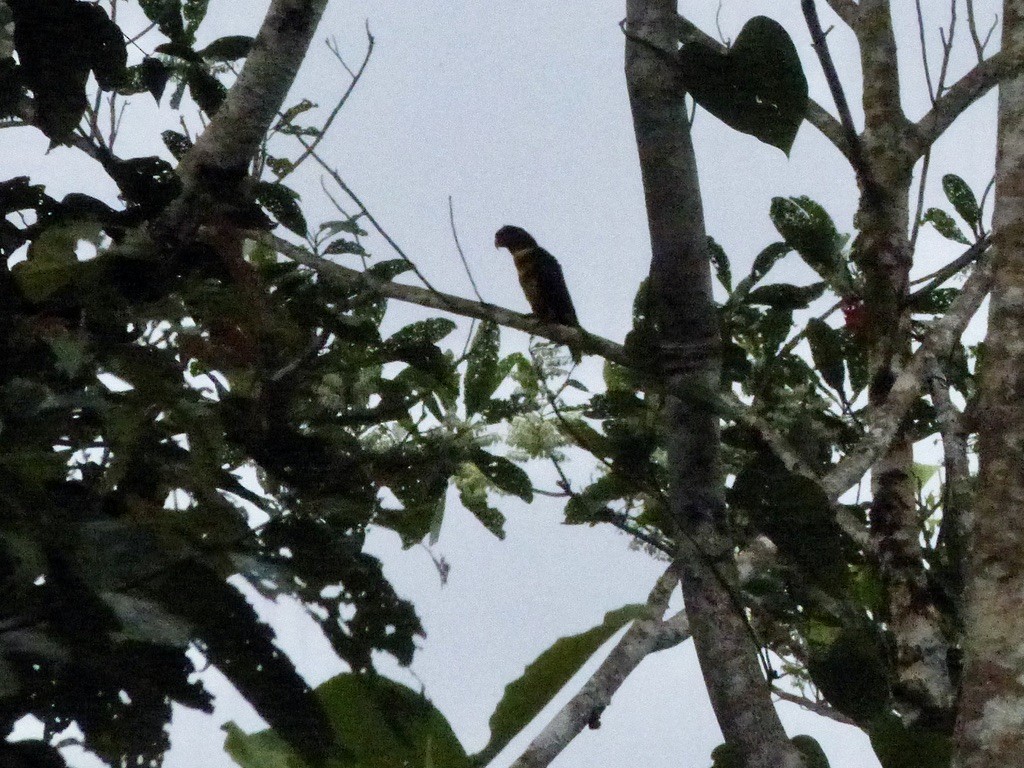 Dusky Lory - Jenny Bowman