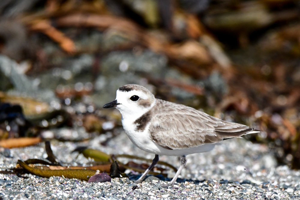 Snowy Plover - ML624101040