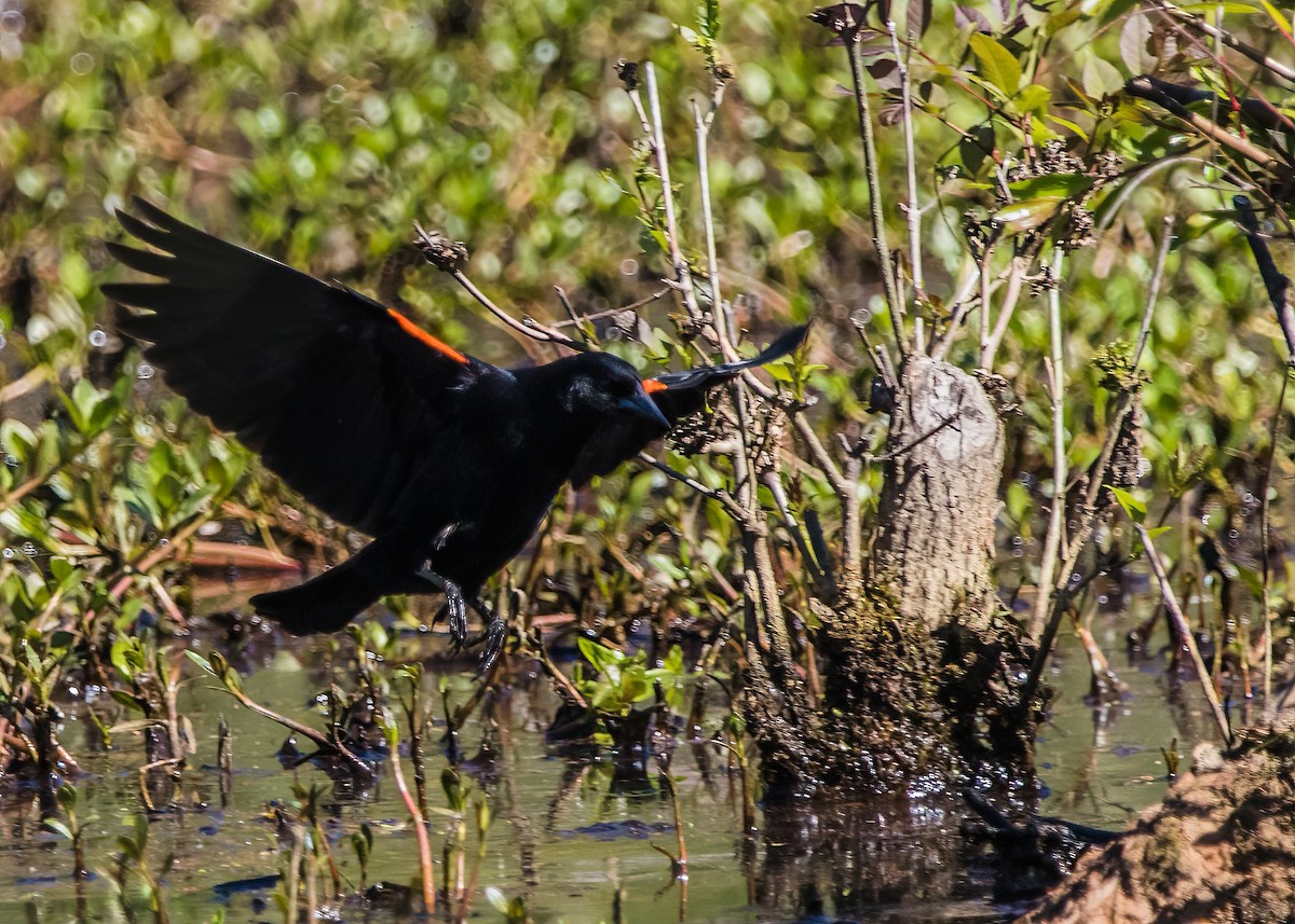 Red-winged Blackbird - ML624101045
