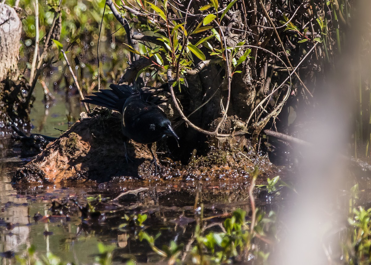 Red-winged Blackbird - ML624101047