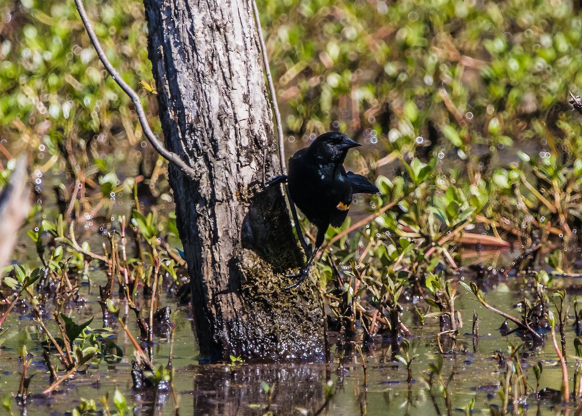 Red-winged Blackbird - ML624101048