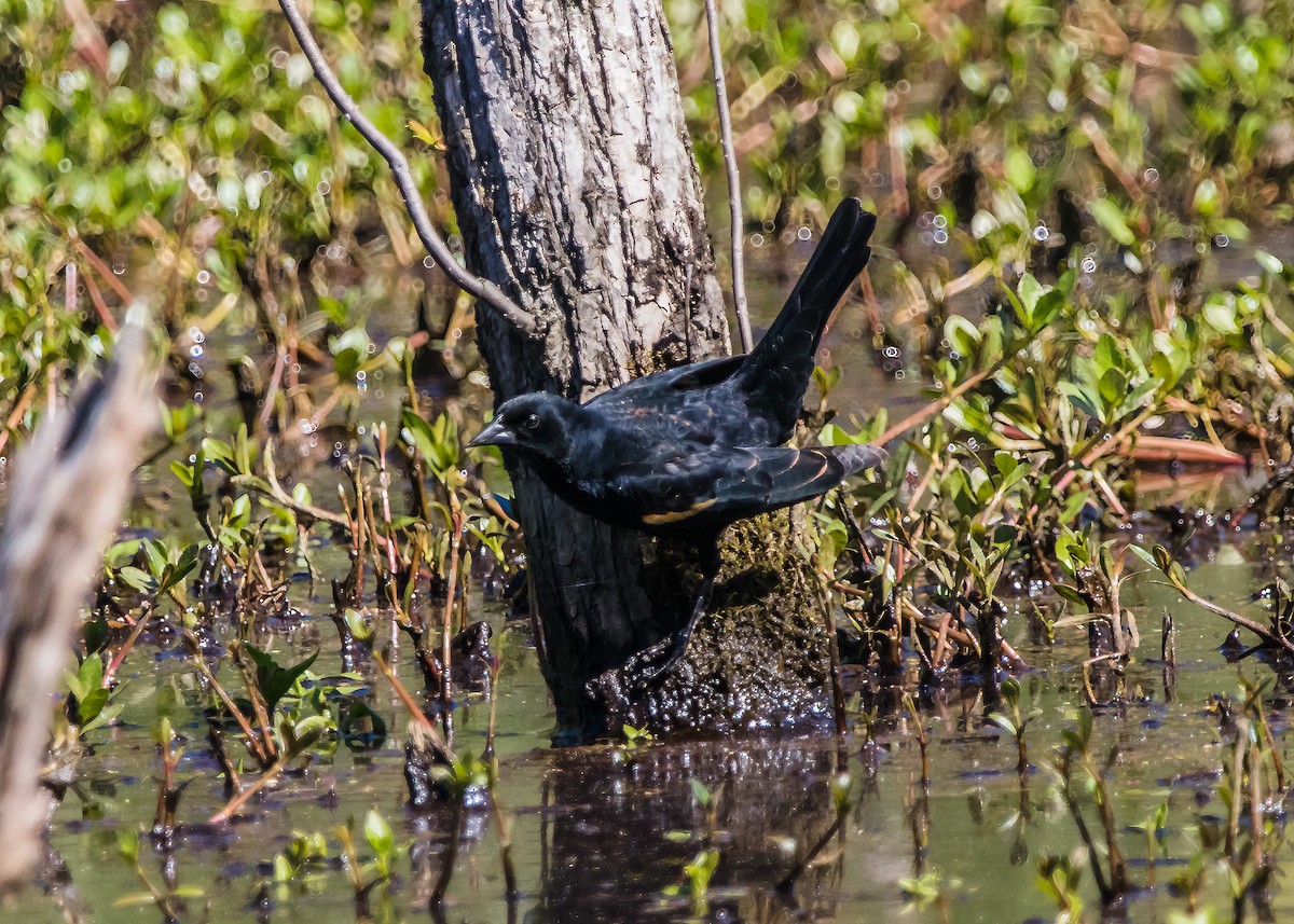 Red-winged Blackbird - ML624101049