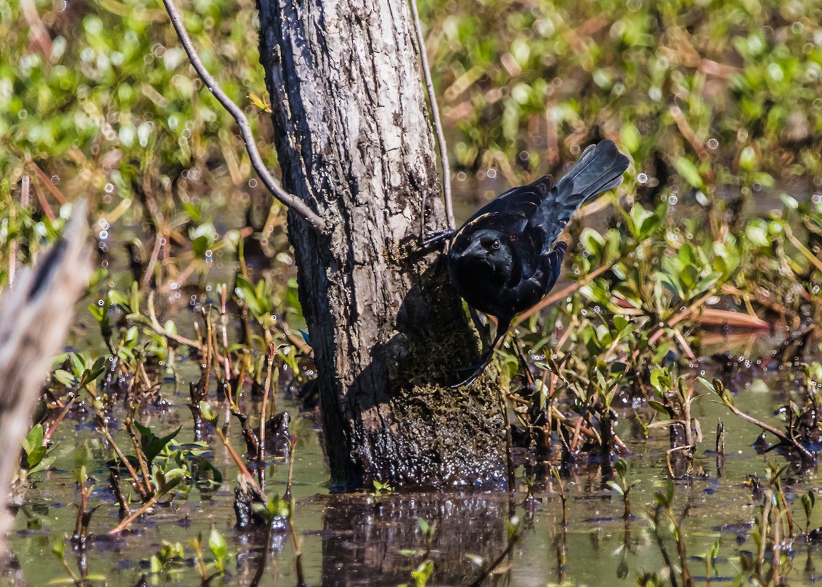 Red-winged Blackbird - ML624101050