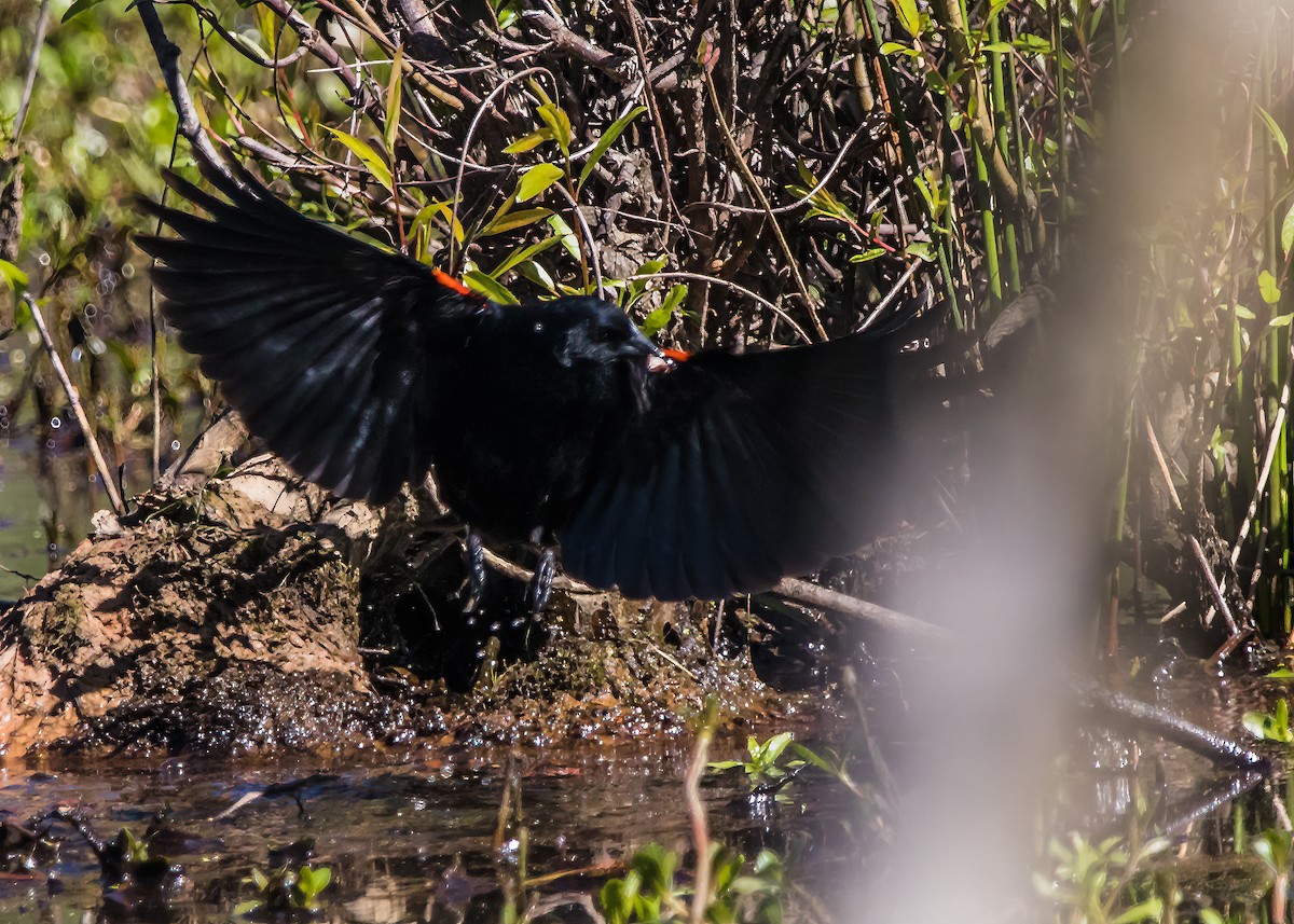 Red-winged Blackbird - ML624101051