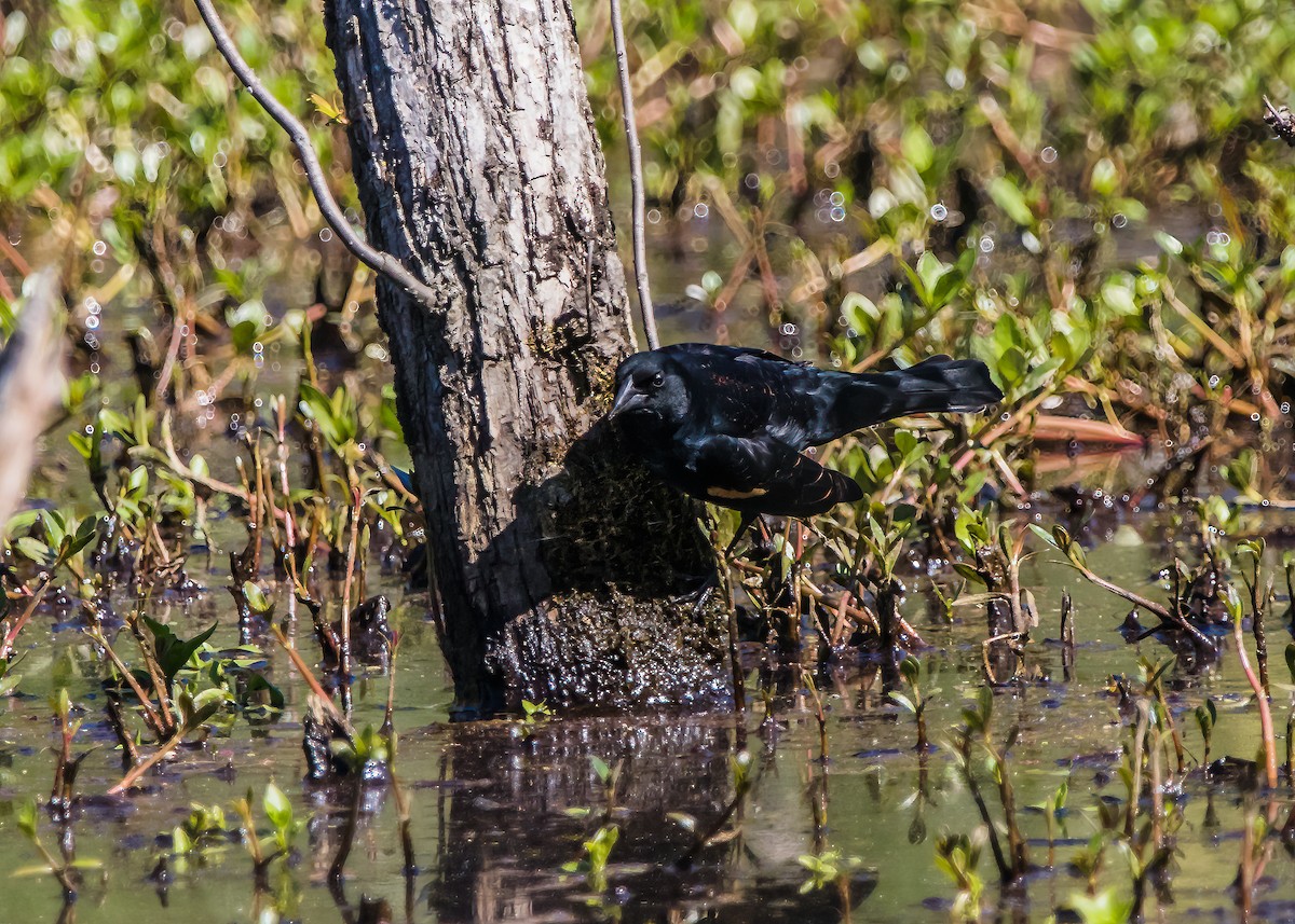 Red-winged Blackbird - ML624101052