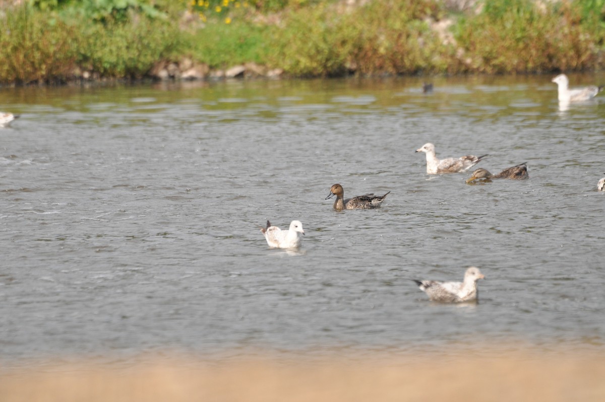 Northern Pintail - ML624101053