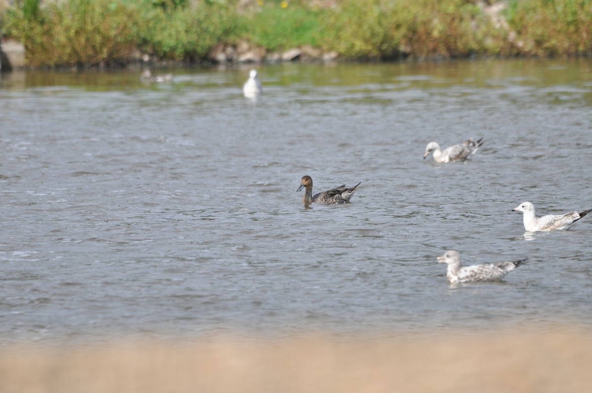 Northern Pintail - ML624101054