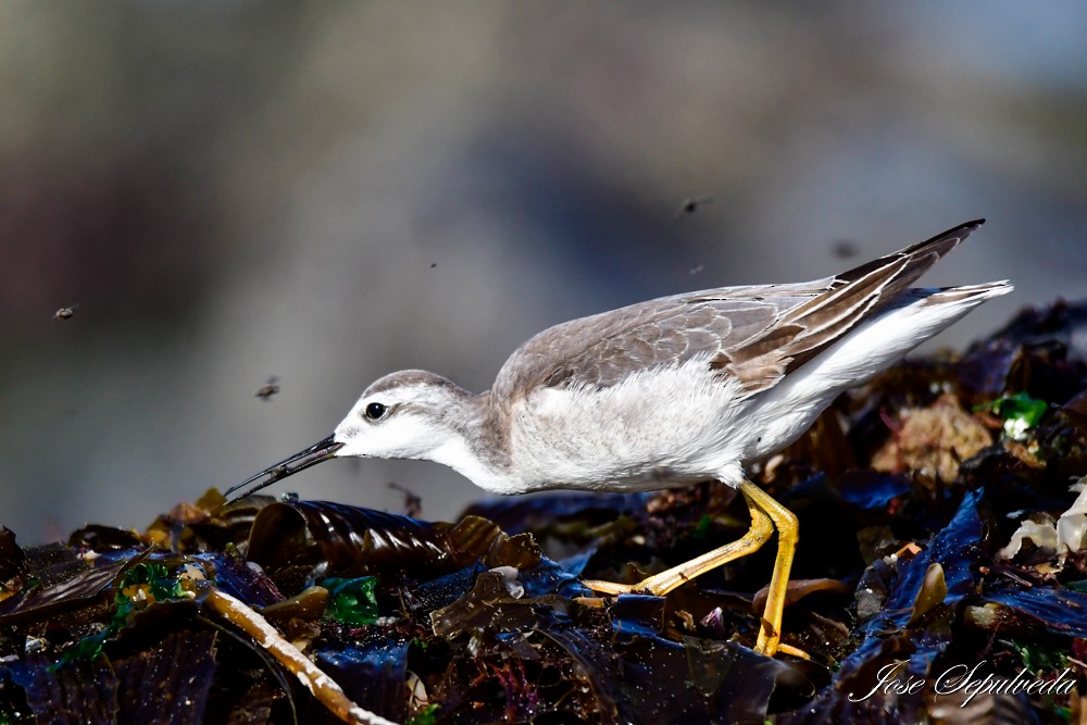 Wilson's Phalarope - ML624101057