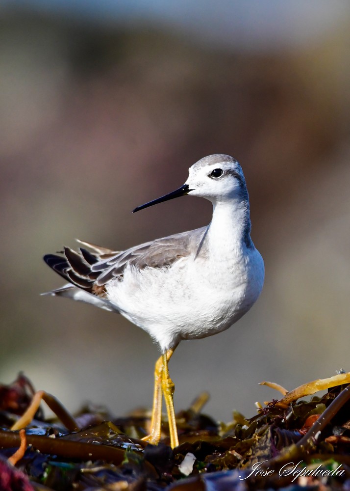 Wilson's Phalarope - ML624101058