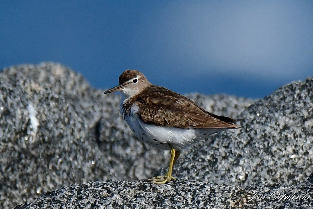 Spotted Sandpiper - ML624101060