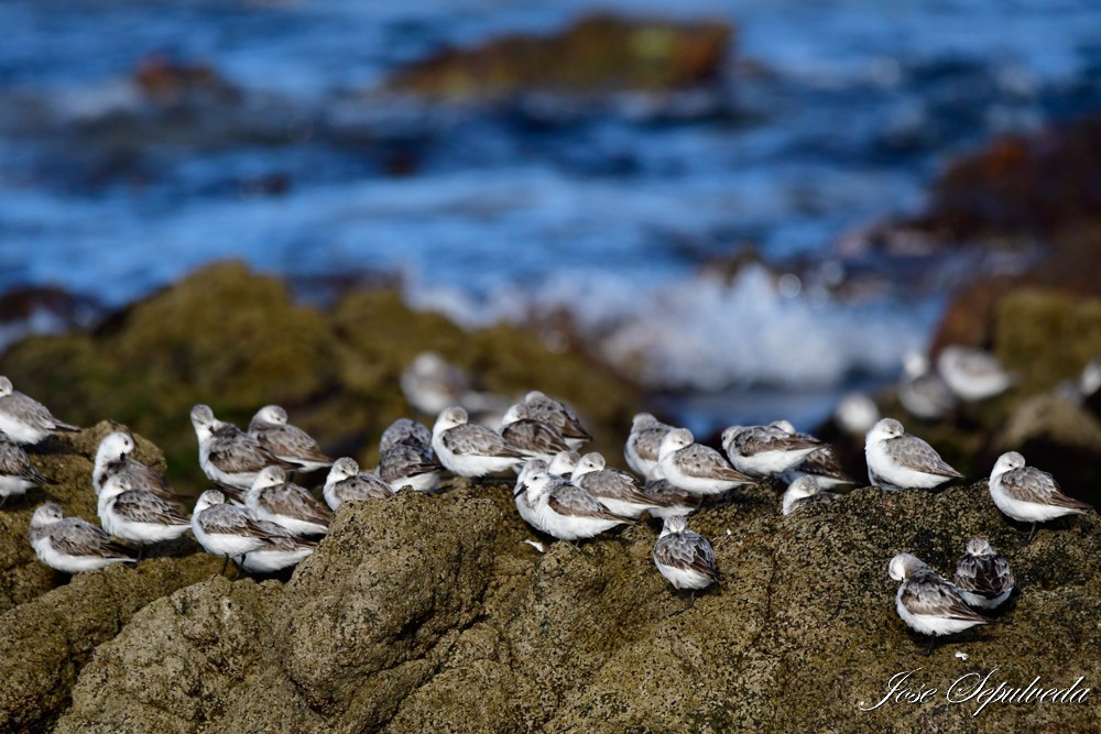 Sanderling - ML624101070