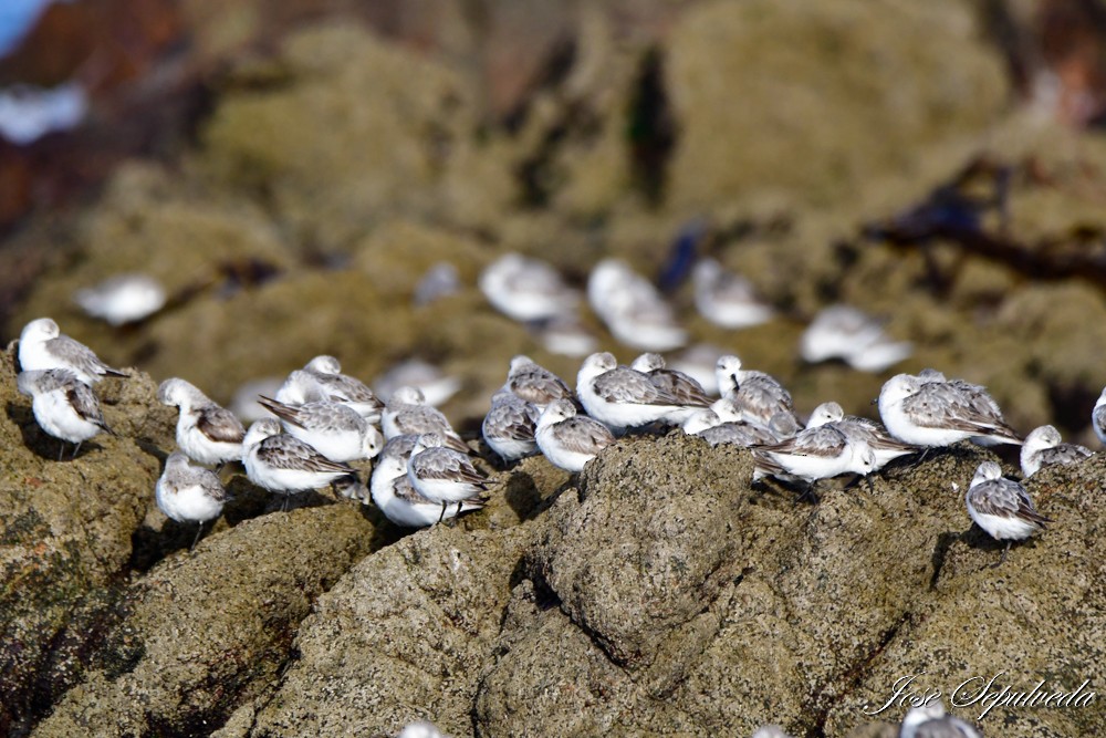 Sanderling - ML624101071