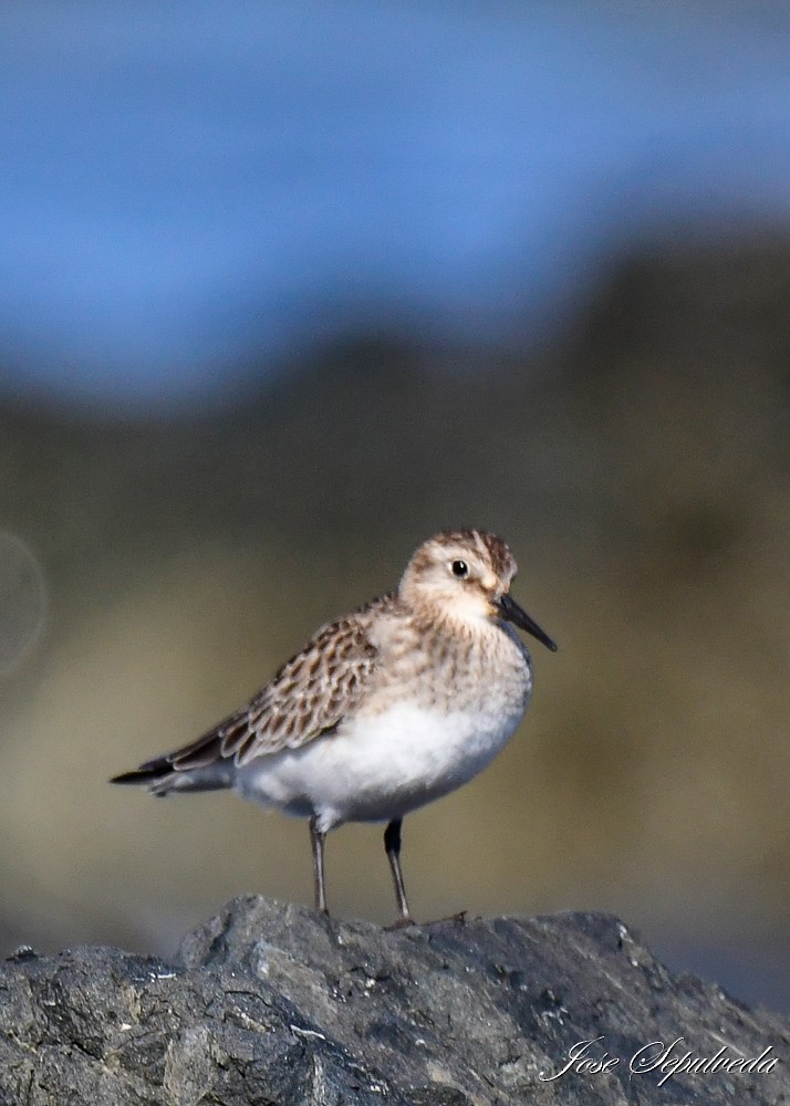 Baird's Sandpiper - ML624101078