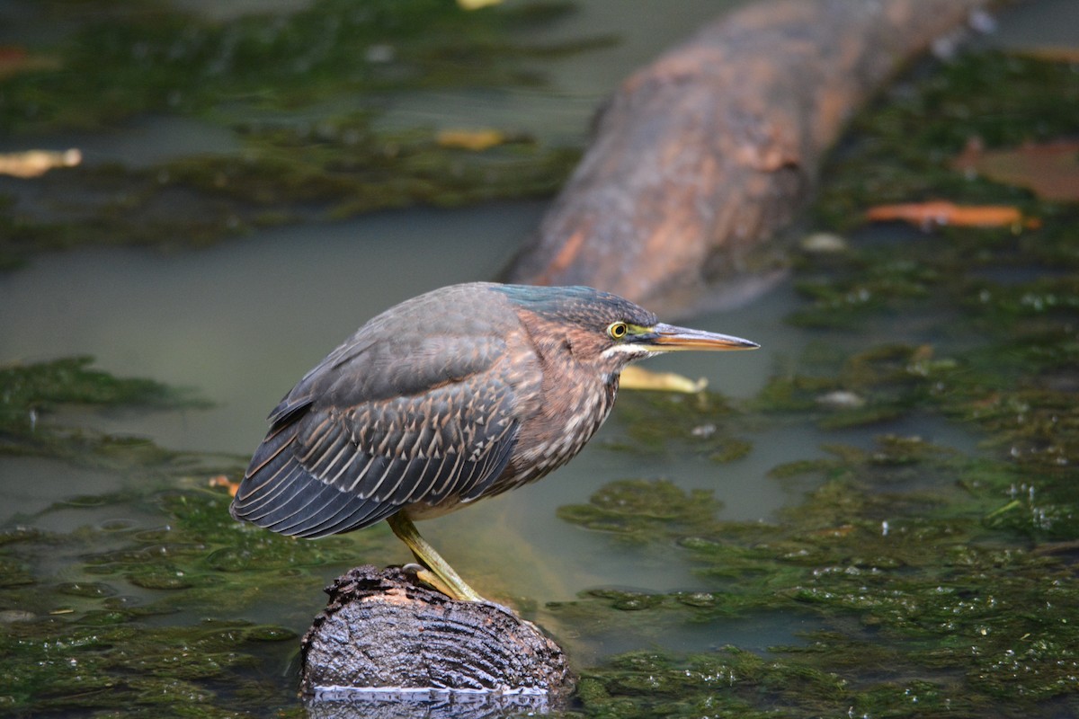 Green Heron - Peter Anderson