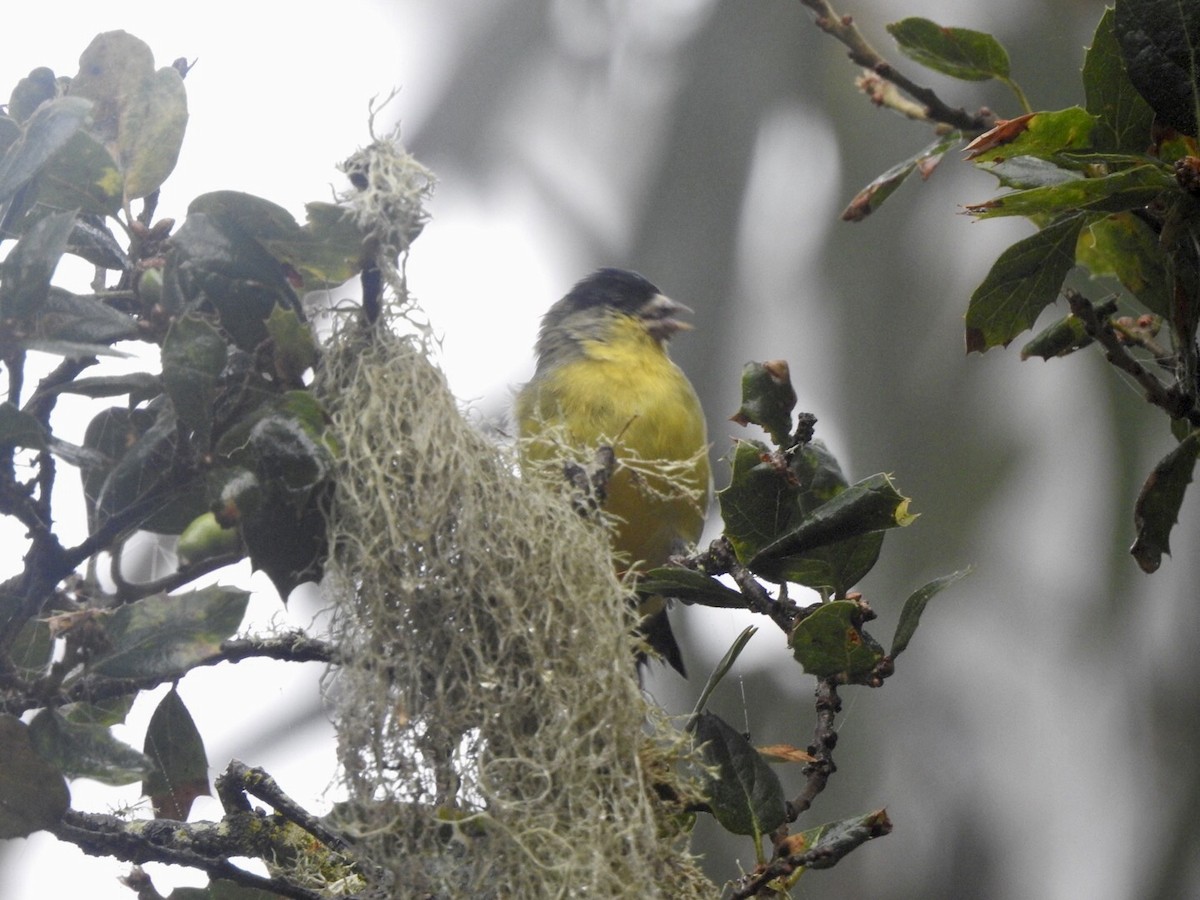 Lesser Goldfinch - ML624101098