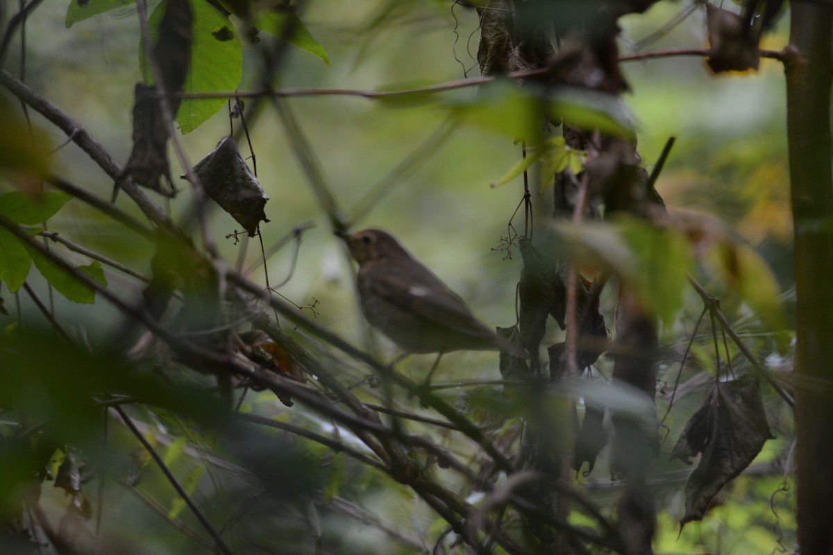 Swainson's Thrush - ML624101100