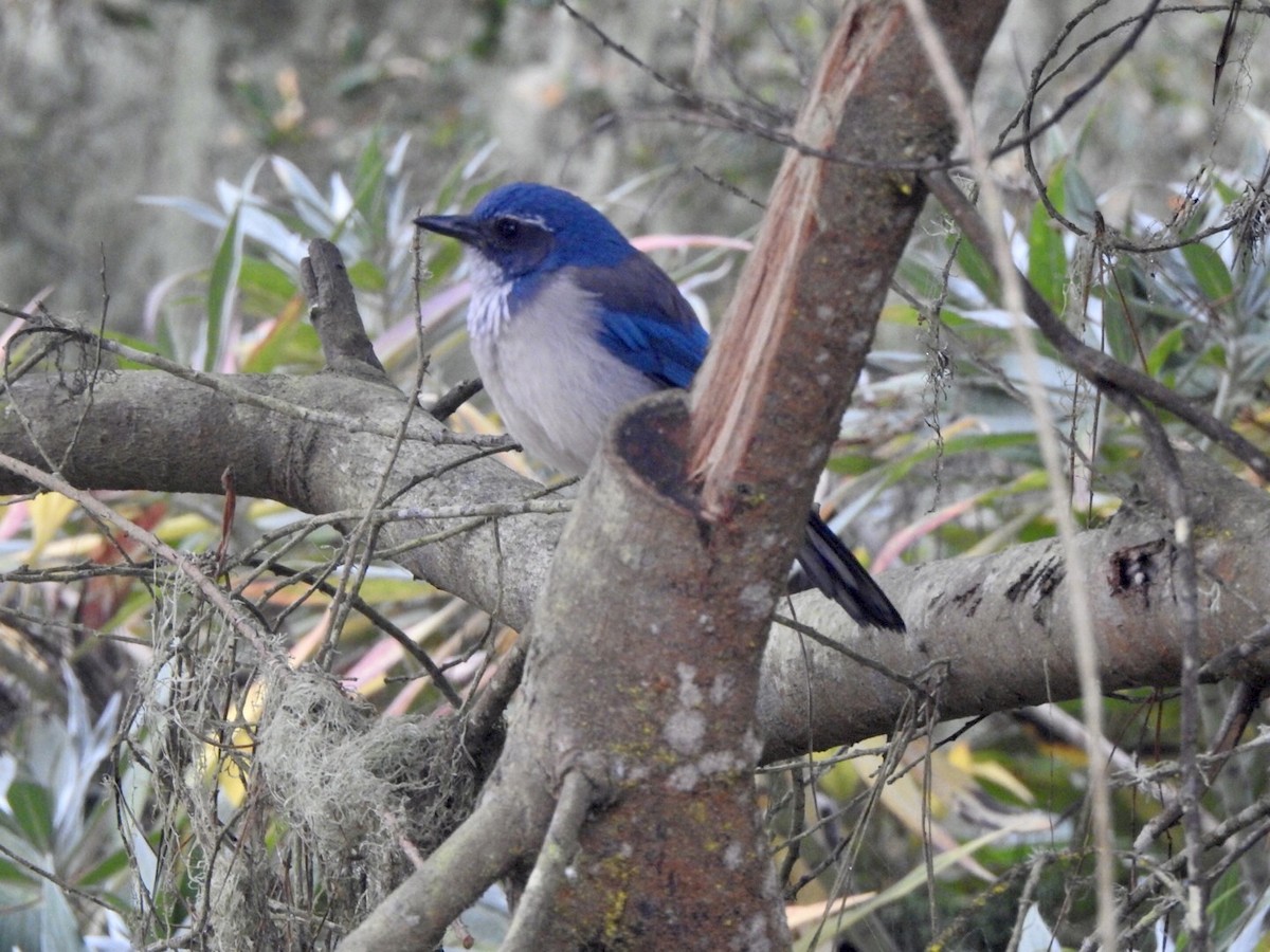 California Scrub-Jay - ML624101104