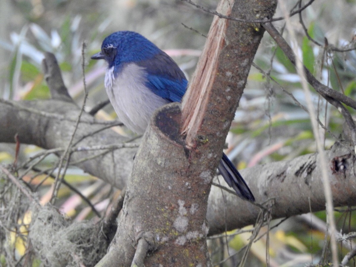 California Scrub-Jay - ML624101105