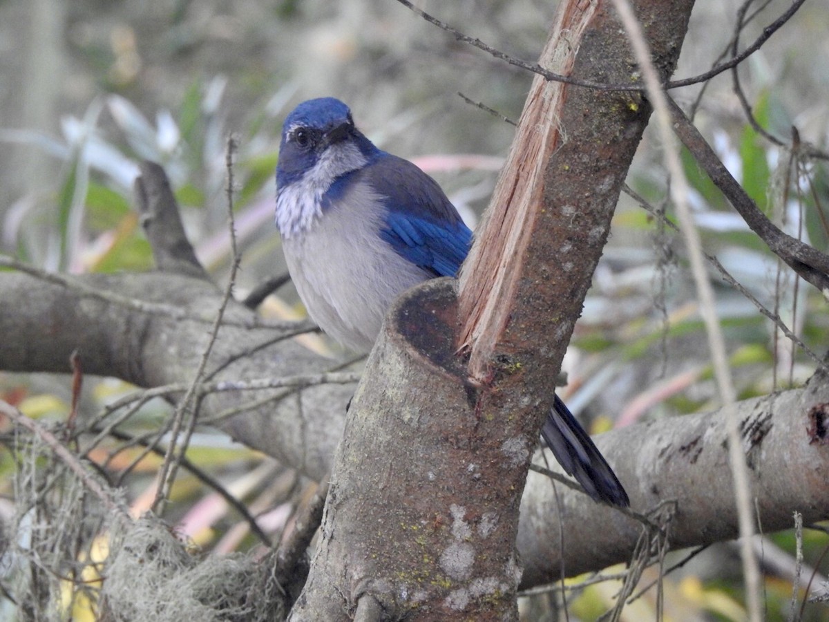 California Scrub-Jay - ML624101106