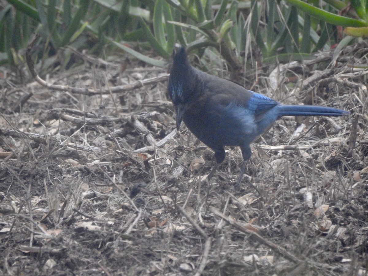 Steller's Jay - ML624101108
