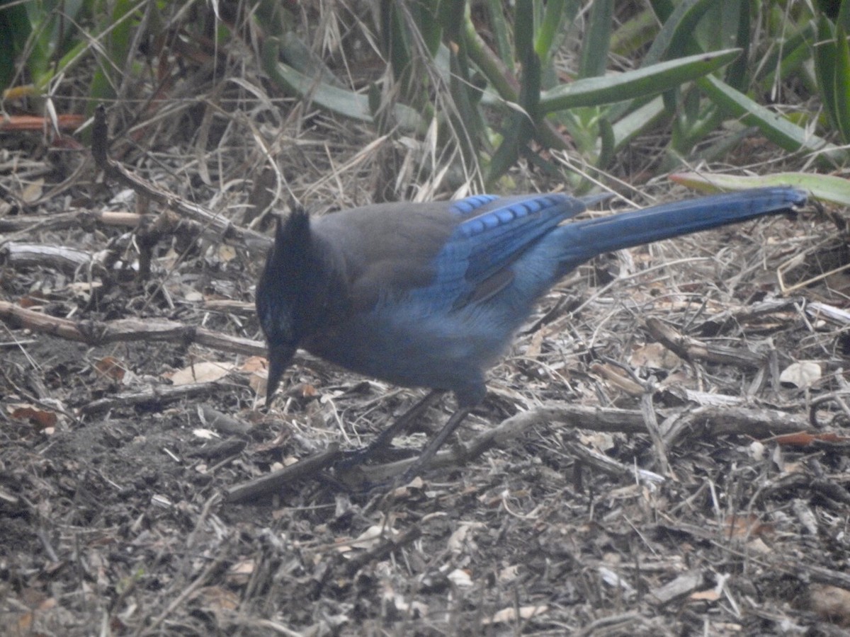 Steller's Jay - ML624101109