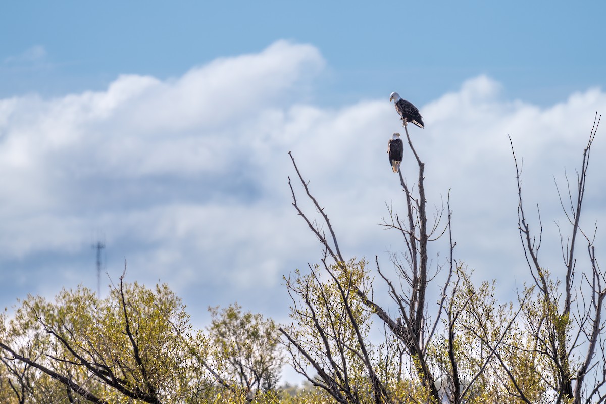 Bald Eagle - Matt Saunders