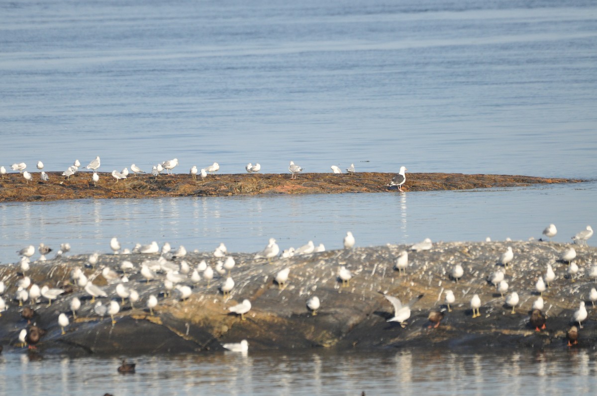 Great Black-backed Gull - ML624101135