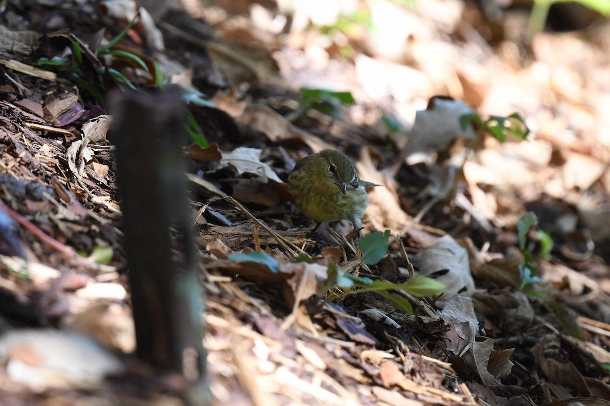 Blackpoll Warbler - Kevin Manley