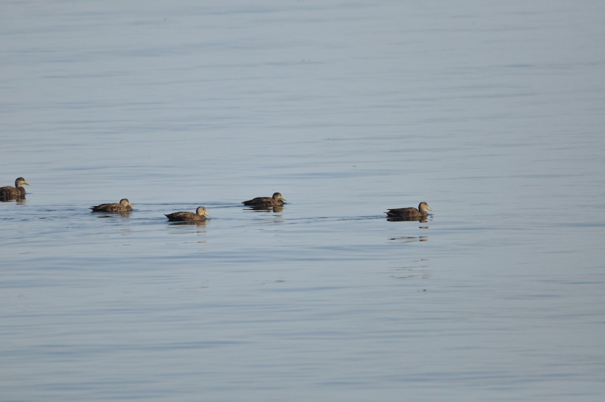American Black Duck - ML624101148