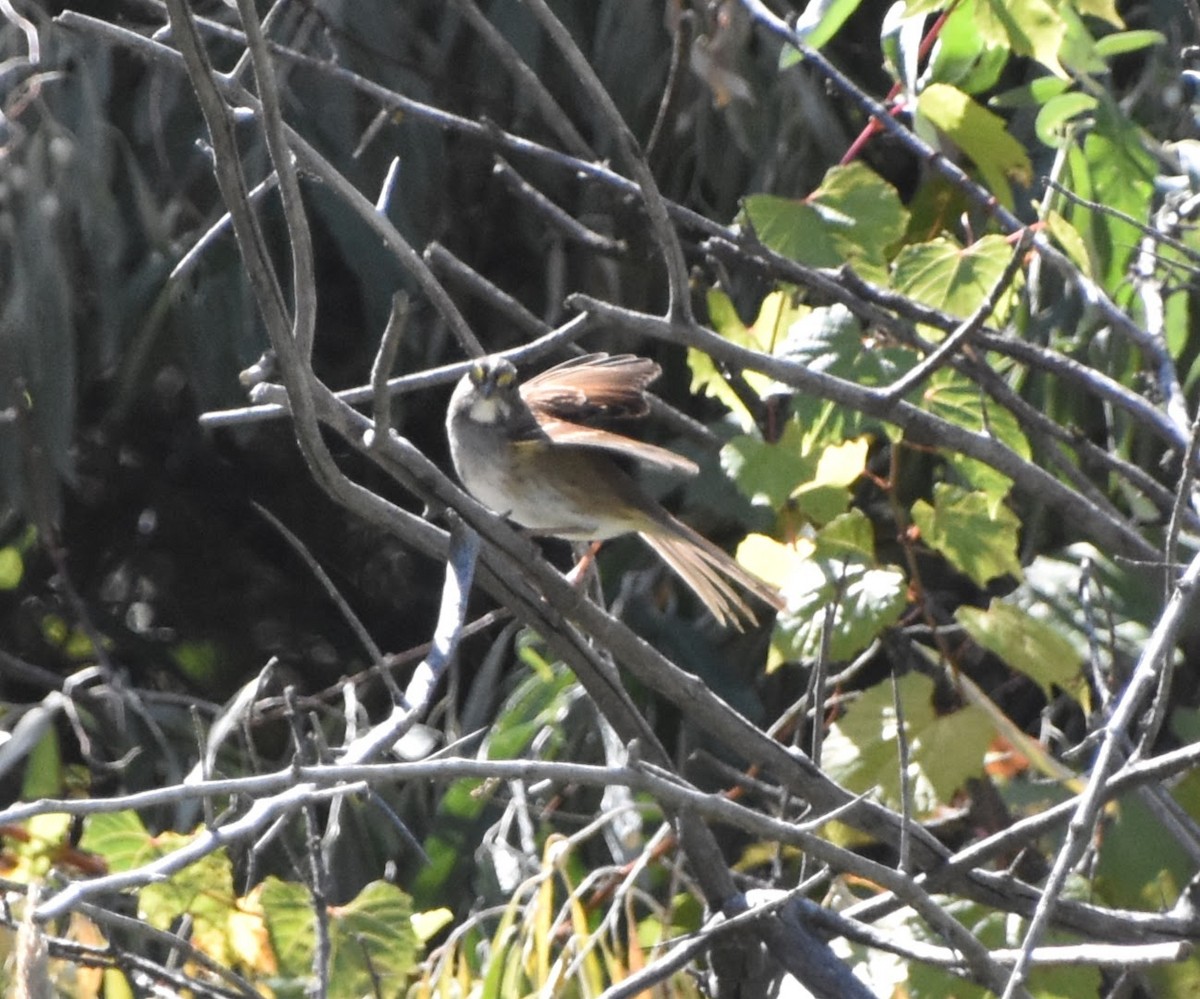 White-throated Sparrow - ML624101176