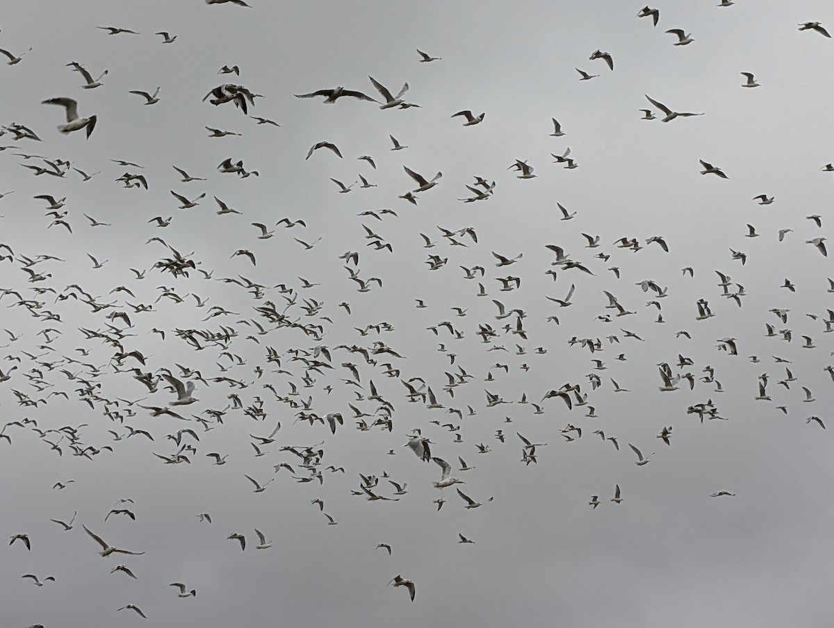 Ring-billed Gull - ML624101182