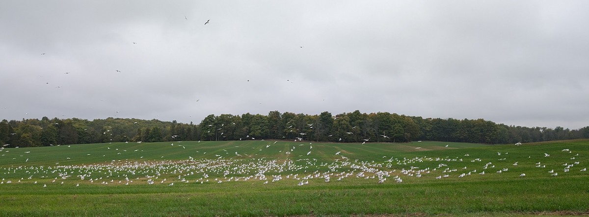 Ring-billed Gull - ML624101183