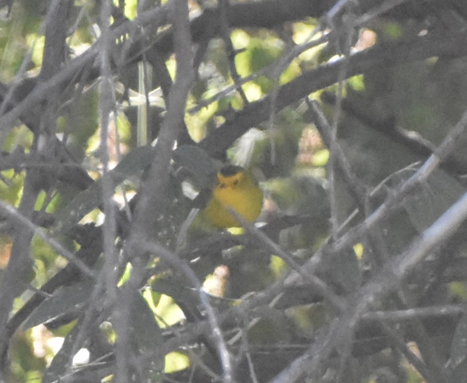 Wilson's Warbler - ML624101188