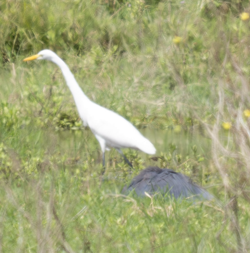 Yellow-billed Egret - ML624101191