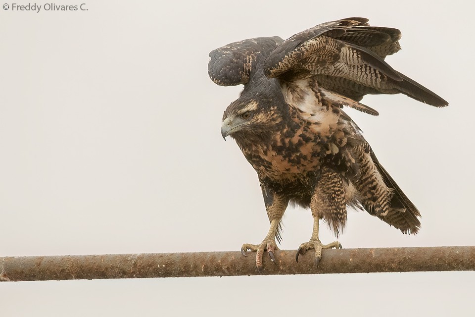 Black-chested Buzzard-Eagle - ML624101206
