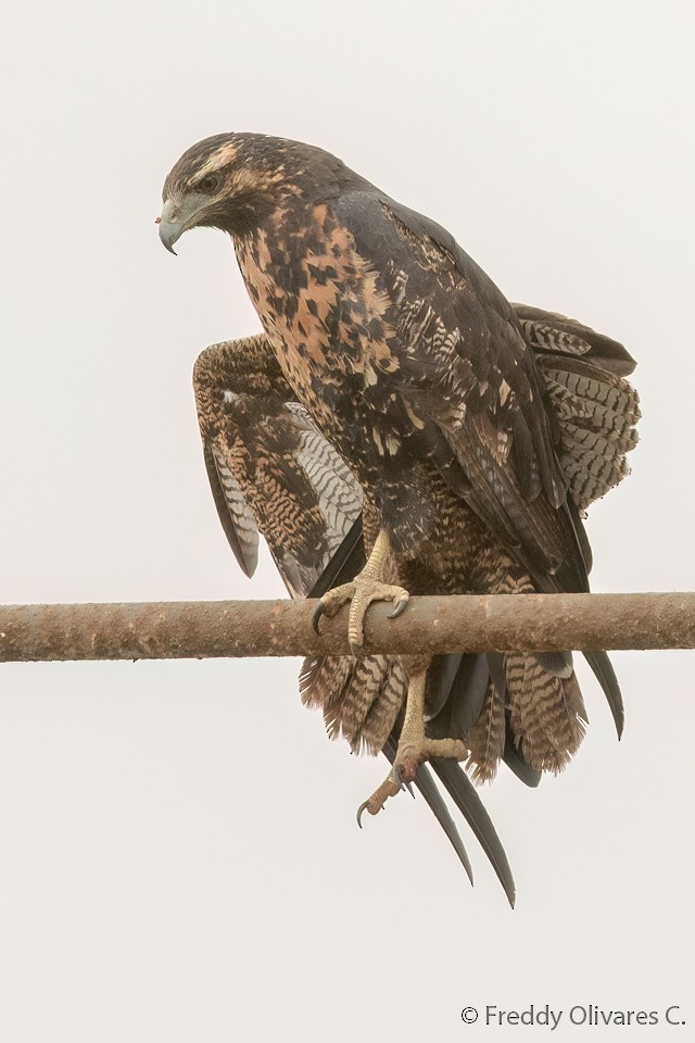 Black-chested Buzzard-Eagle - ML624101207
