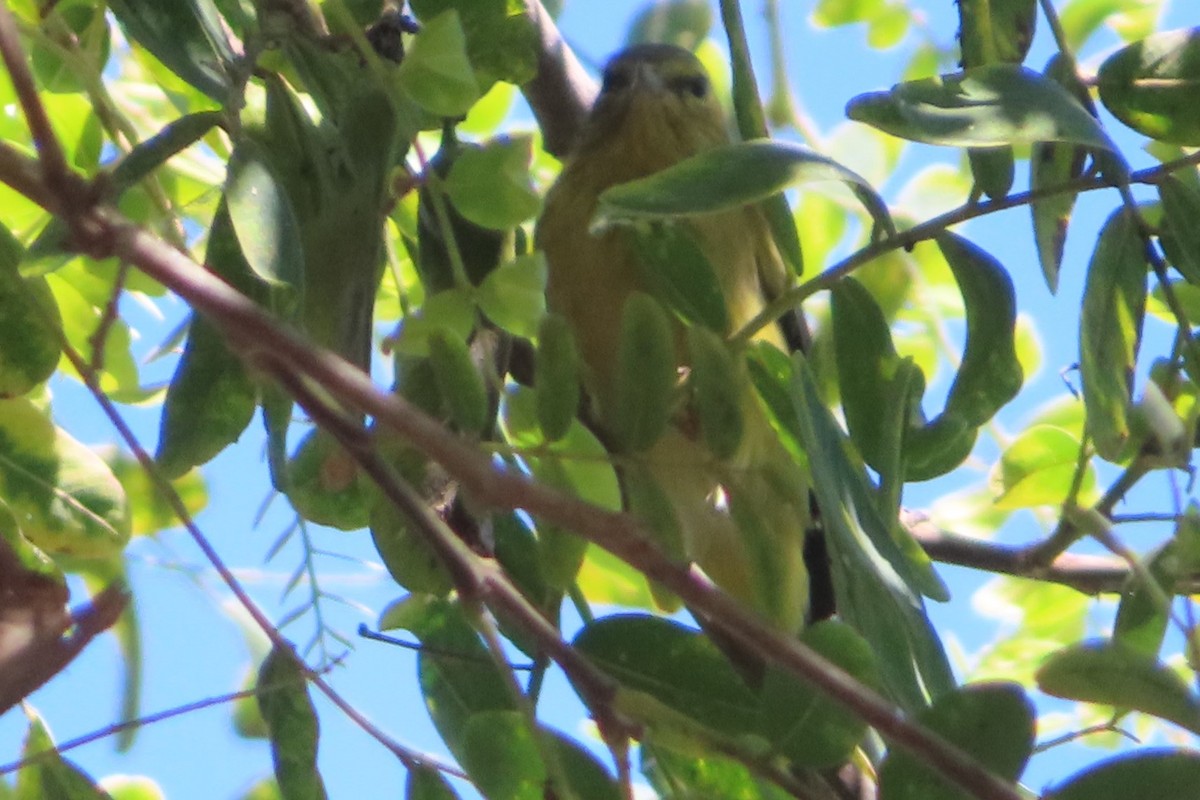 Wilson's Warbler - Rob Farber